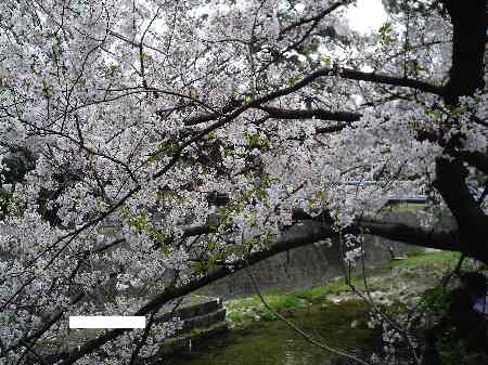 2012年夙川の桜は散りかけ