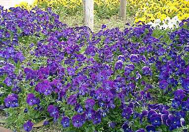 2006年4月末。松山道SA花の季節です。
