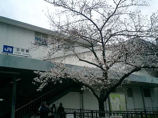 曇り空だけれど二度目の駅前桜、咲きました