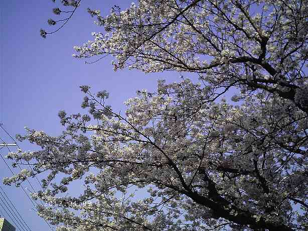 これは尼崎の桜
