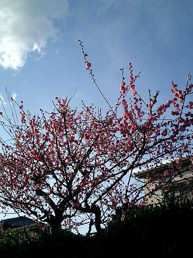 2005年2月26日。季節外れの桜開花？自宅マンション裏にて撮影