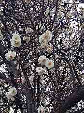 気の早い桜ですか?