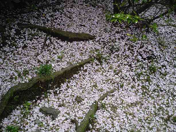 夙川の桜