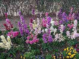 ���ߏ��̉ԁB�X�g�b�N�ł����H