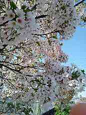 ご近所道中の桜