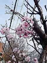 ���̃V�[�Y����